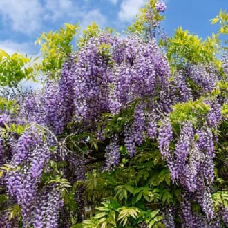 Wisteria macrostachya Blue Moon, С2 slika 5