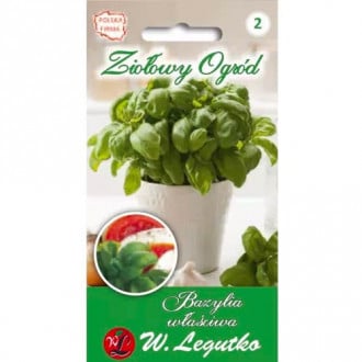 Zelenolistna bazilika slika 1