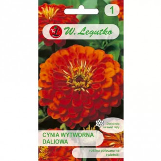 Zinnia dalia Orange King slika 6