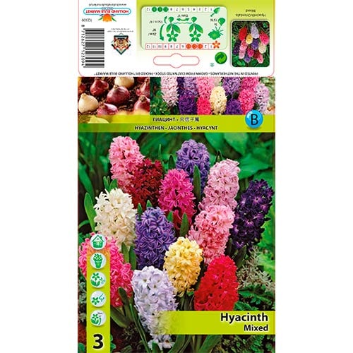 Hijacinta orientalis, mešanica slika 1 članek 68057