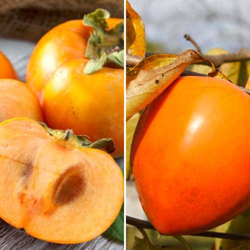 Neverjetna ponudba! Kaki, set sadik 2 sort slika 1 članek 4881