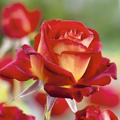 Vrtnica čajevka Bicolette, root ball slika 2 članek 2106