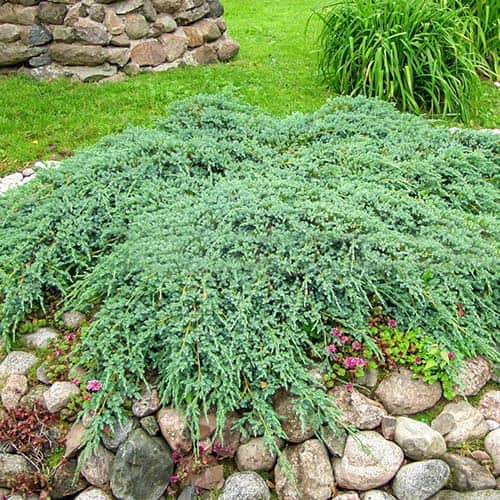 Plazeči brin Blue Carpet, Р9 slika 1 članek 9407