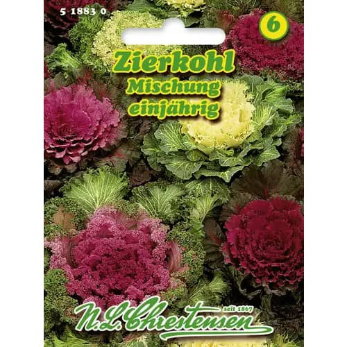 Okrasno zelje - večbarvna mešanica slika 1 članek 96404