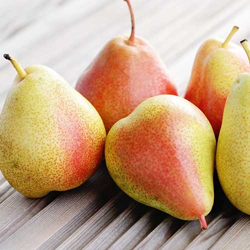 Hruška Santa Maria, С2 slika 1 članek 4305