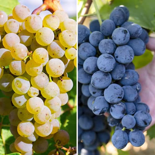 Komplet Vinske trte Maxi, 2 sadiki slika 1 članek 5571