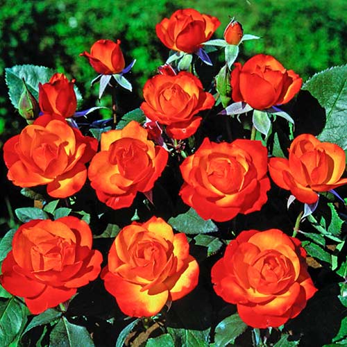 Vrtnica plezalka Tempi Moderni ®, C5 slika 1 članek 5492