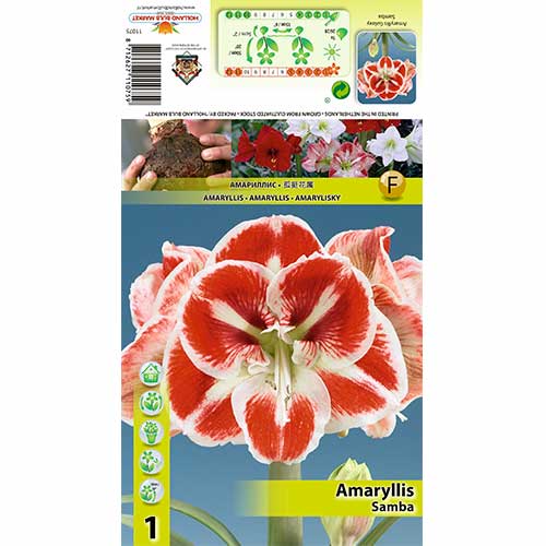 Sobna lilija (Amaryllis) Samba slika 1 članek 70332