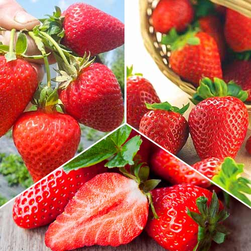 Komplet večkrat rodnih jagod Ultra, 3 vrste slika 1 članek 5416