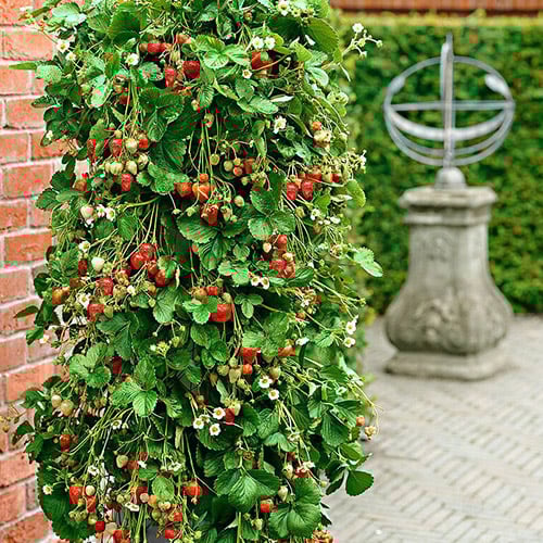 Plezalne jagode slika 1 članek 5413