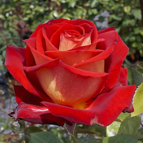 Vrtnica čajevka Bicolette, root ball slika 1 članek 2106