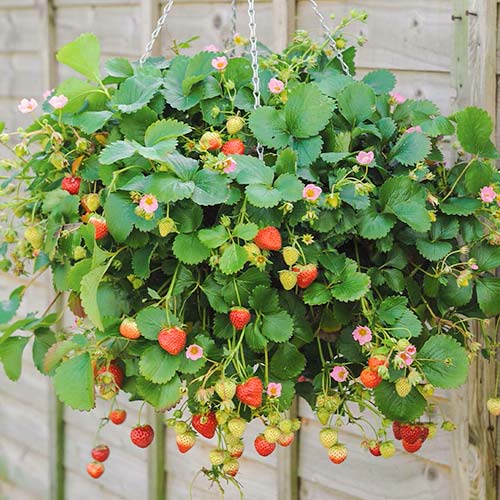 Večkrat rodne jagode slika 1 članek 5393