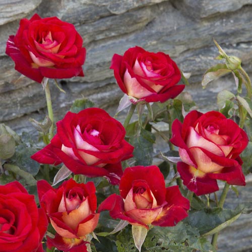 Vrtnica čajevka Bicolette, root ball slika 3 članek 2106