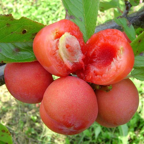 Sliva Jamaica, С2 slika 1 članek 4309