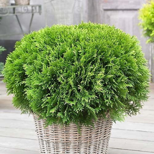 Ameriški klek Danica, Р9 slika 1 članek 9466