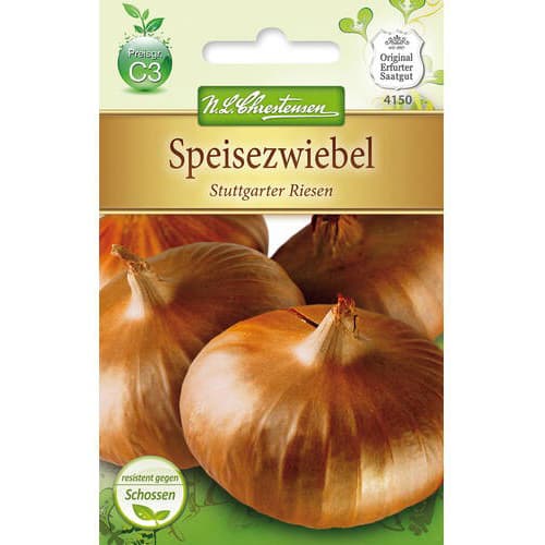 Čebula Stuttgarter Riesen slika 1 članek 78758