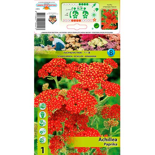 Achillea millefolium 'Paprika' - rdeč rman slika 1 članek 76154
