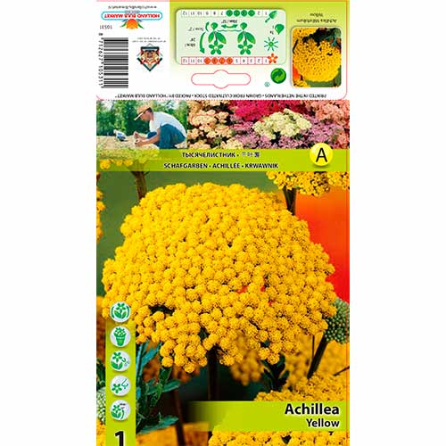 Achillea millefolium 'Yellow' - rman slika 1 članek 76156
