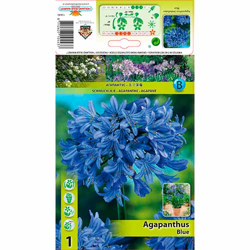 Afriška lija (Agapant) Blue slika 1 članek 76157
