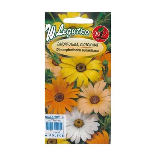 Afriška marjetica Smmertime mešanica slika 1 članek 69581