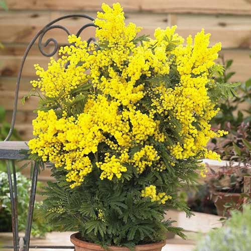 Akacija Mimoza slika 1 članek 76633