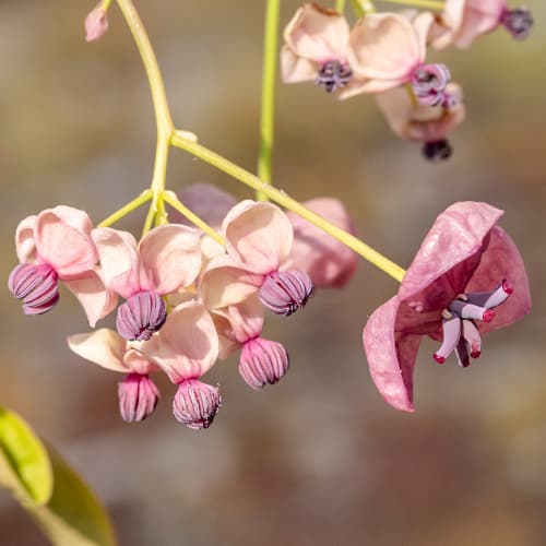 Akebia petlistna Silver Bell's, С2 slika 1 članek 5451