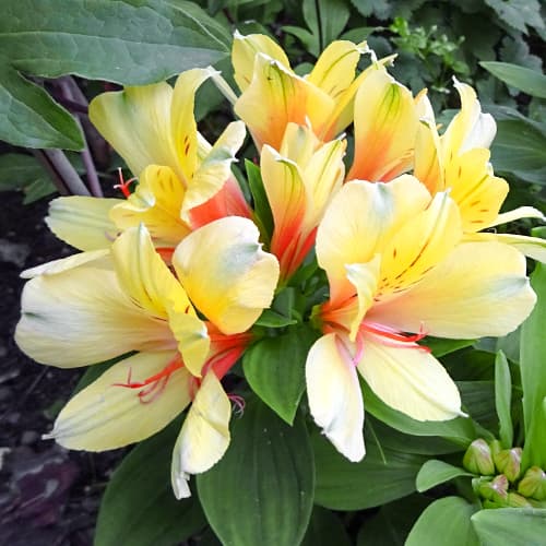 Alstroemeria Spring Valley® Tesvalsprin, С2 slika 1 članek 5457