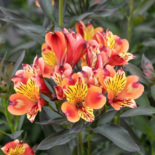 Alstroemeria Summer Breeze® Tessumbre, С2 slika 1 članek 5458