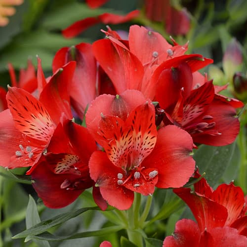 Alstroemeria Summer Pepper® Tessumpep, С2 slika 1 članek 5459