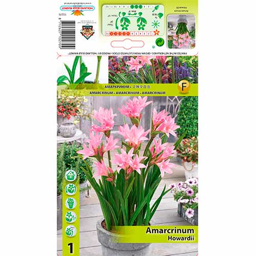 Amarcrinum Howardii slika 1 članek 76162