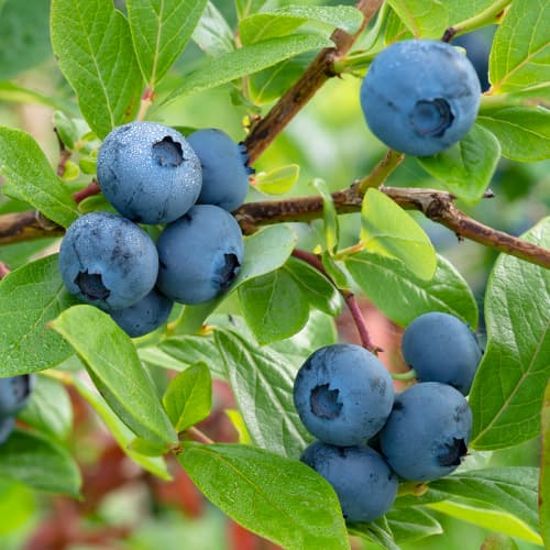 Ameriška borovnica Bluecrop, P9 slika 1 članek 9270