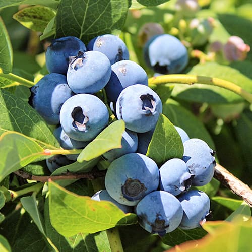 Ameriška borovnica Bluegold, P9 slika 1 članek 9323