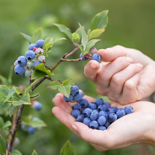 Ameriška borovnica Brigitta, P9 slika 1 članek 9292