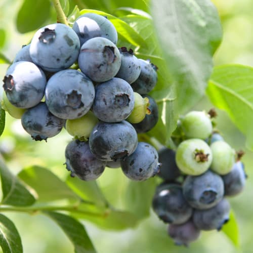 Ameriška borovnica Chandler, P9 slika 1 članek 9299