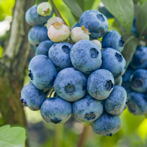 Ameriška borovnica Colibri, P9 slika 1 članek 1579