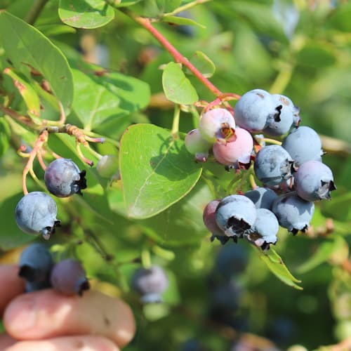 Ameriška borovnica Duke, P9 slika 1 članek 9216