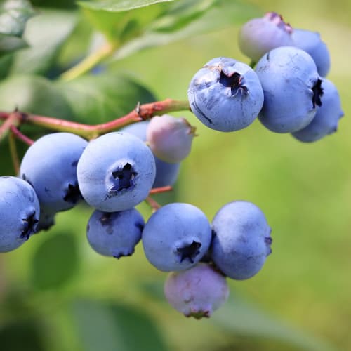 Ameriška borovnica Earliblue, P9 slika 1 članek 9301