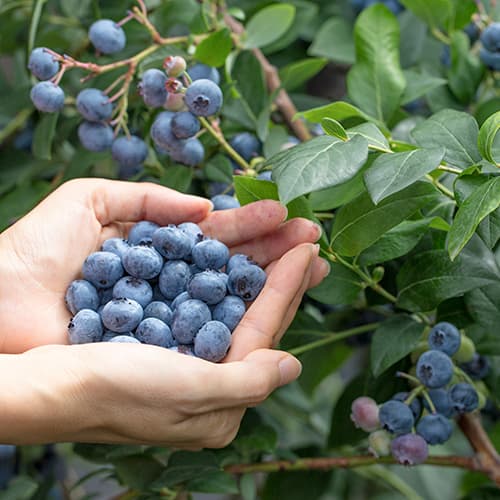 Ameriška borovnica Eliot, P9 slika 1 članek 9327