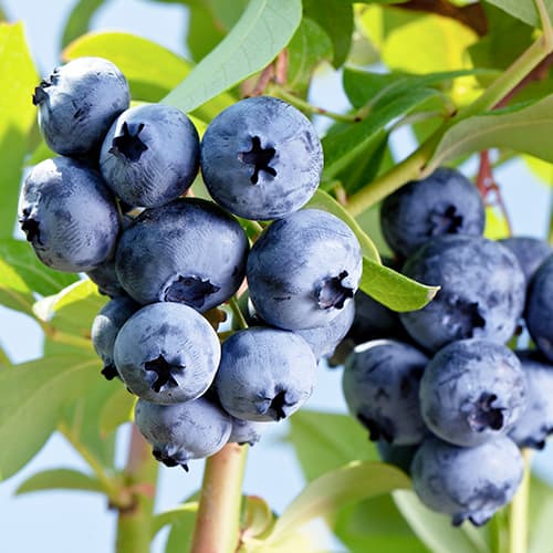 Ameriška borovnica Elizabeth, P9 slika 1 članek 9300