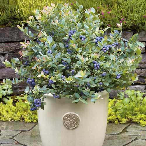 Ameriška borovnica Goldtraube, С6 slika 1 članek 7715