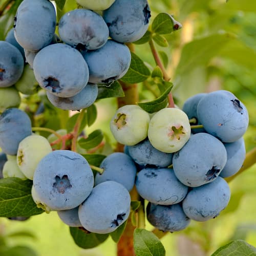 Ameriška borovnica New Hanover, P9 slika 1 članek 1580