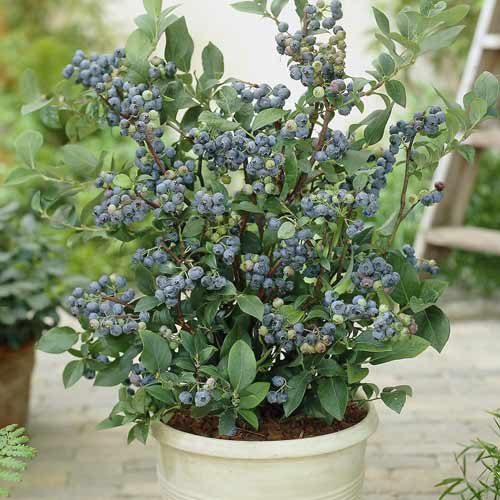 Ameriška borovnica Northland, С7 slika 1 članek 7716