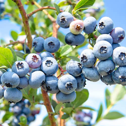 Ameriška borovnica Sweetheart, P9 slika 1 članek 1581