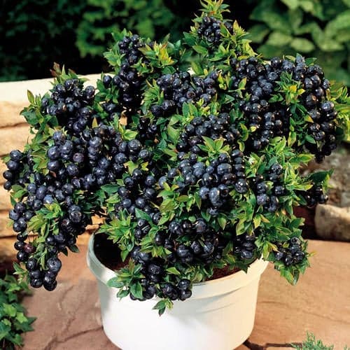 Ameriška borovnica Top Hat, P9 slika 1 članek 9243