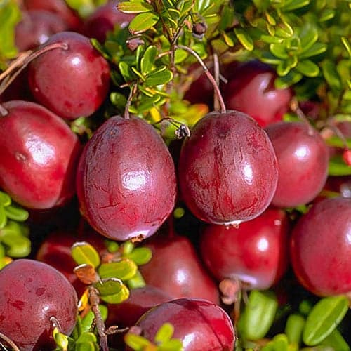 Ameriška brusnica Ben Lear, P9 slika 1 članek 9234