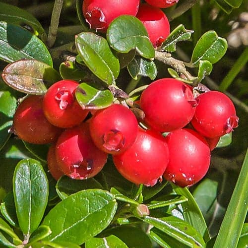 Ameriška brusnica Early Black, P9 slika 1 članek 9235