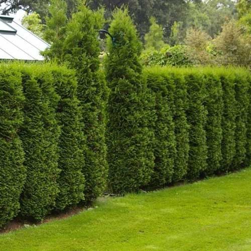 Ameriški klek Columna, C2 slika 1 članek 9413