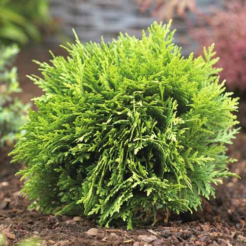 Ameriški klek Danica, C2 slika 1 članek 7750