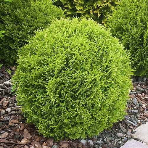 Ameriški klek Little Giant, С3 slika 1 članek 7751