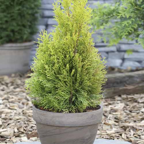 Ameriški klek Smaragd, C2 slika 1 članek 7752